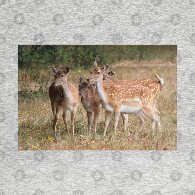 Fallow Deer - Bushy Park, London by LeanneAllen